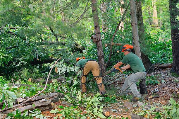 Residential Tree Removal in Union Mill, VA